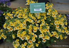 The Goldstar is a new variety added to the Bacopa assortment, a novely not having the rooting problems its predecessors had.